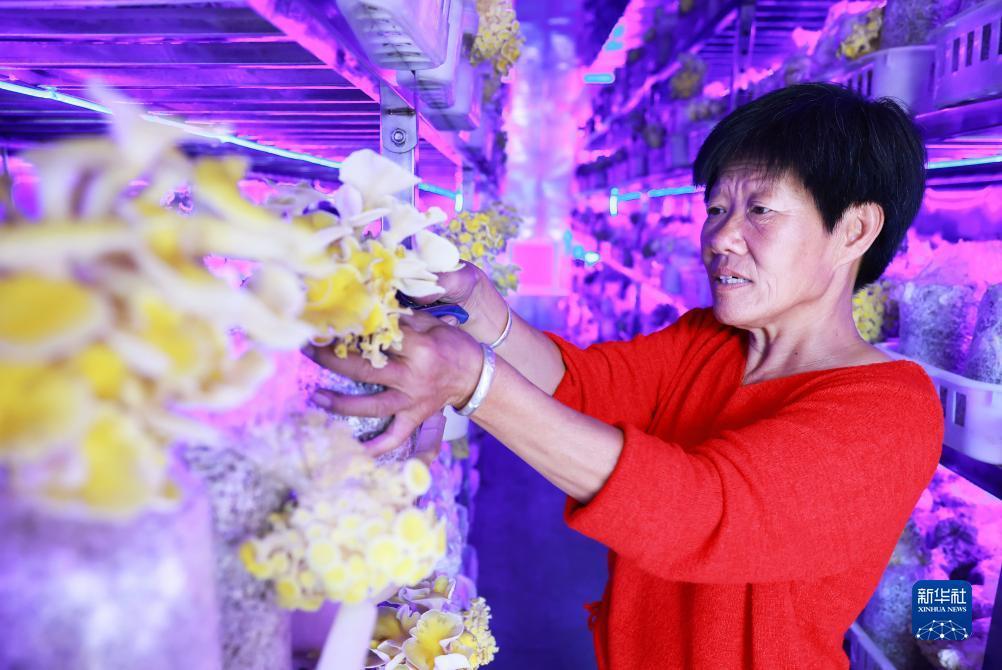 捕鱼来了游戏电脑版